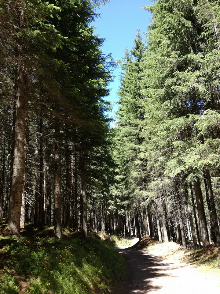 Il Bosco che Suona - Trentino